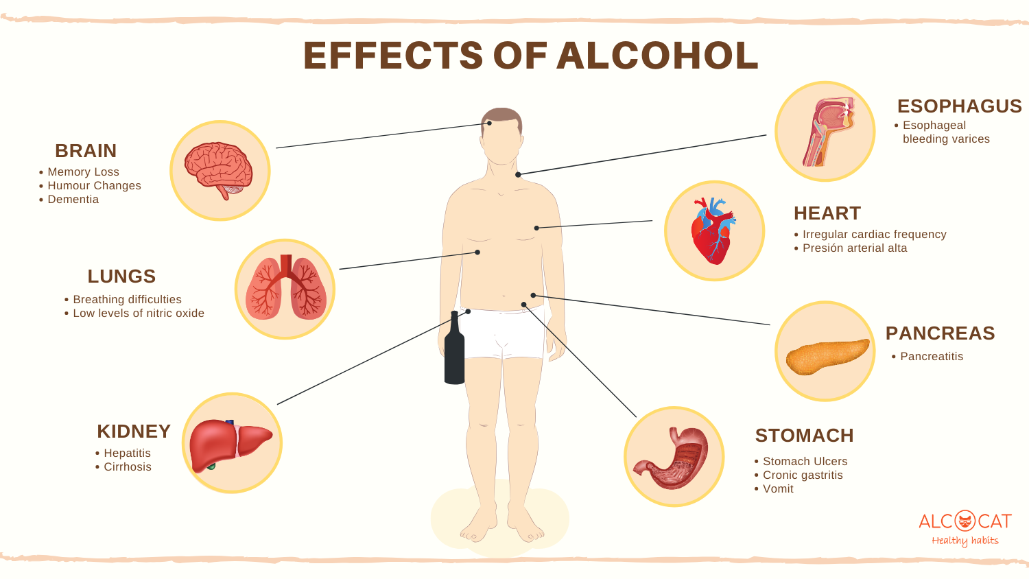 Alcocat- AlcoholTester - How long does alcohol last in your bloodstream?